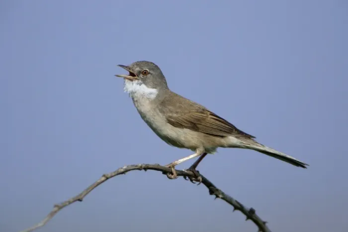 Framed Print : Whitethroat - Male singing in nesting territory Northumberland, England