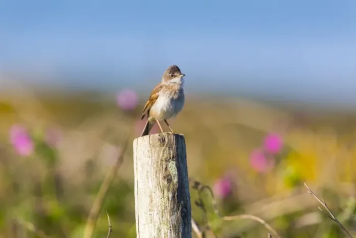 Framed Print : Whitethroat - male - UK Framed Print : Whitethroat - male - UK