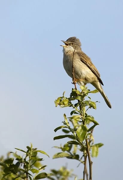 Whitethroat - perched in top of tree singing to attract female - Shell Island - North Wales - UK