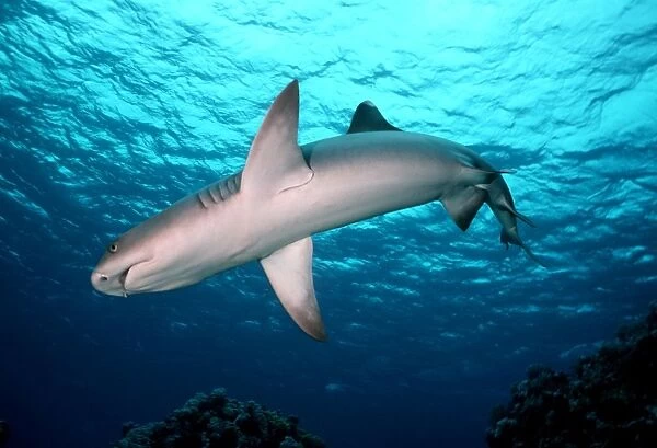 Whitetip Reef Shark - A common shark in the tropical reefs of the Indo Pacific oceans. Great Barrier Reef. Australia WIT-001