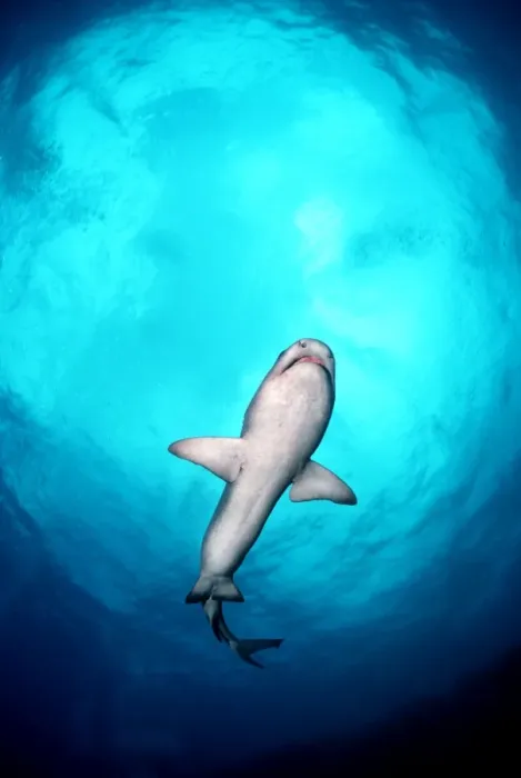 Framed Print : Whitetip Reef Shark - Shark swimming overhead, showing white underside, less likely to be seen against light surface. Great Barrier reef. Australia WIT-013 Framed Print : Whitetip Reef Shark - Shark swimming overhead, showing white underside, less likely to be seen against light surface. Great Barrier reef. Australia WIT-013