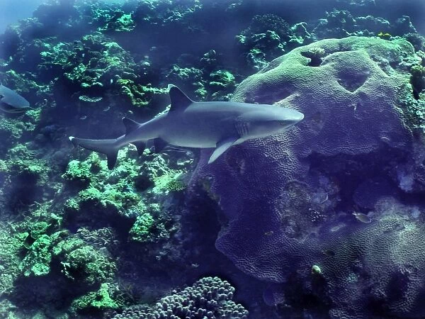 Whitetip Reef shark - This species found in Indo Pacific tropical reefs Shark Reef. Fiji Islands