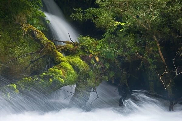 Whitewater river - wild torrent running over moss-covered tree trunk in lush temperate rainforest - Fjordland National Park, South Island, New Zealand