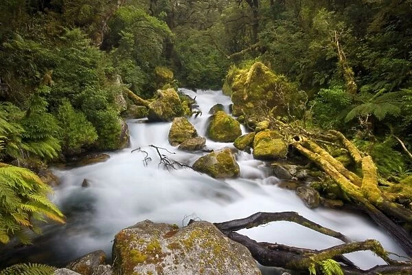 Whitewater river - wild torrent running over moss-covered rocks amidst lush temperate rainforest - Fjordland National Park, South Island, New Zealand