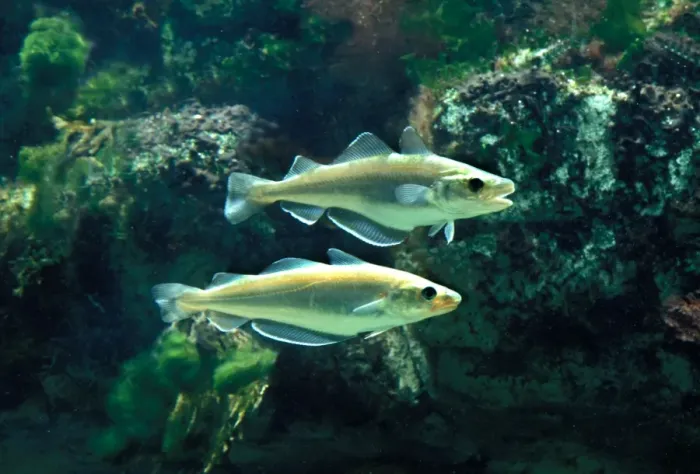 Framed Print : Whiting Fish Underwater Framed Print : Whiting Fish Underwater