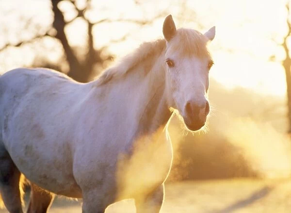 Whitish Grey Horse - mare, backlit with misty breath in plumes from nostrils. UK
