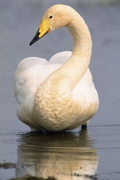 Whooper Swan. WAT-5668. WHOOPER SWAN - STANDS IN WATER