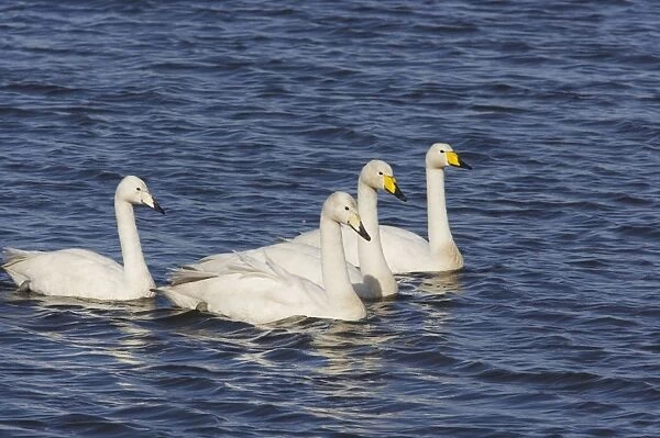 Whooper Swan - Adults with last years young Olor cygnus Welney WWT Reserve Ouse Washes Norfolk, UK BI015533