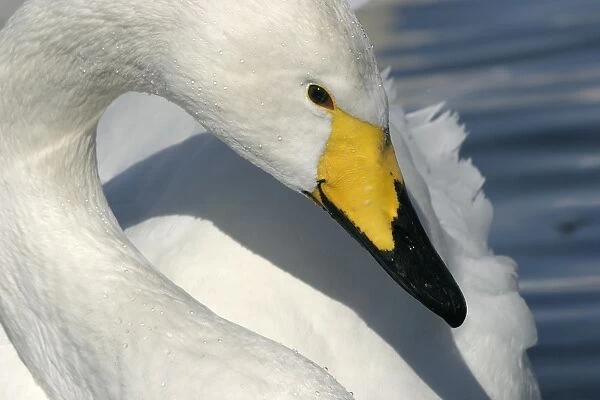 Whooper Swan - close-up of head Lake Kushiro, Hokkaido, Japan