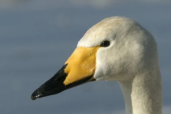 Whooper Swan - close-up of head Lake Kushiro, Hokkaido, Japan