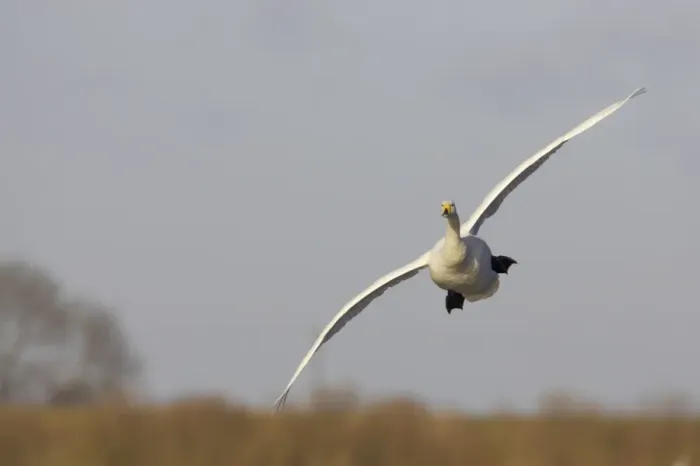 Framed Print : Whooper Swan - Coming in to Land Welney, Ouse Washes, Norfolk, UK BI006969 Framed Print : Whooper Swan - Coming in to Land Welney, Ouse Washes, Norfolk, UK BI006969
