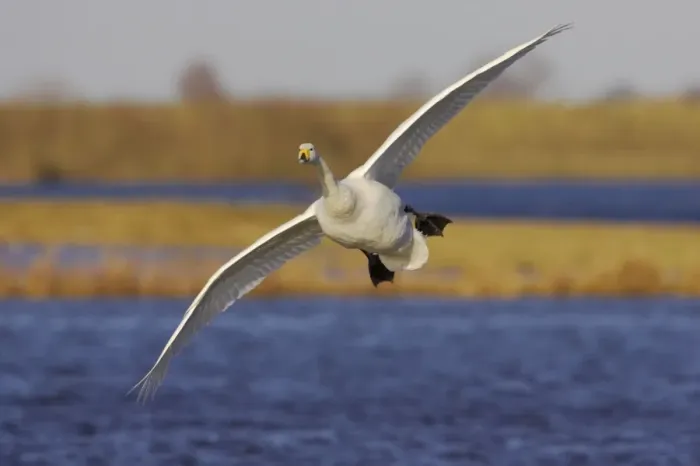 Framed Print : Whooper Swan - Coming in to Land Welney, Ouse Washes, Norfolk, UK BI006971 Framed Print : Whooper Swan - Coming in to Land Welney, Ouse Washes, Norfolk, UK BI006971