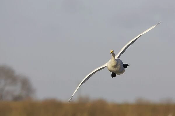 Whooper Swan - Coming in to Land Welney, Ouse Washes, Norfolk, UK BI006969