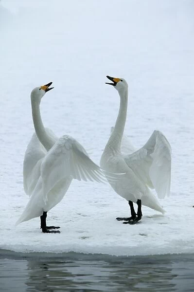 Whooper Swan - two displaying. Hokkaido, Japan
