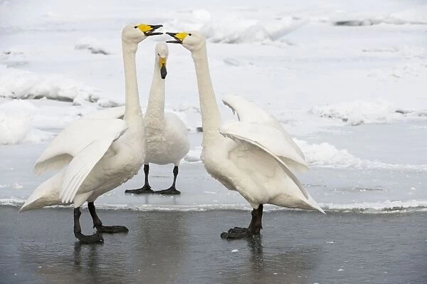 Whooper Swan - displaying on ice at edge of lake - Lake Kussharo - Hokkaido Island - Japan