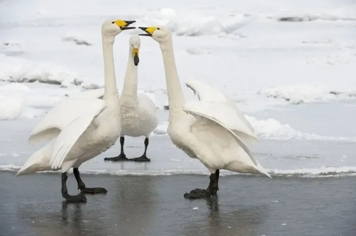 Framed Print : Whooper Swan - displaying on ice at edge of lake - Lake Kussharo - Hokkaido Island - Japan Framed Print : Whooper Swan - displaying on ice at edge of lake - Lake Kussharo - Hokkaido Island - Japan