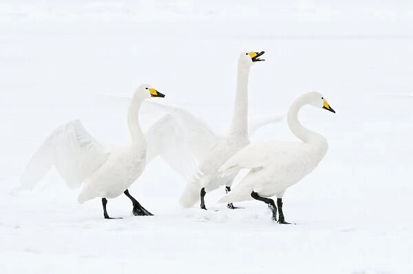 Whooper Swan - three displaying on surface of frozen lake - Lake Kussharo - Hokkaido Island - Japan