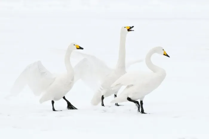 Framed Print : Whooper Swan - three displaying on surface of frozen lake - Lake Kussharo - Hokkaido Island - Japan Framed Print : Whooper Swan - three displaying on surface of frozen lake - Lake Kussharo - Hokkaido Island - Japan