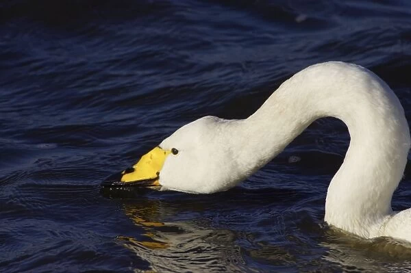 Whooper Swan - Drinking Welney, Ouse Washes, Norfolk, UK BI007006