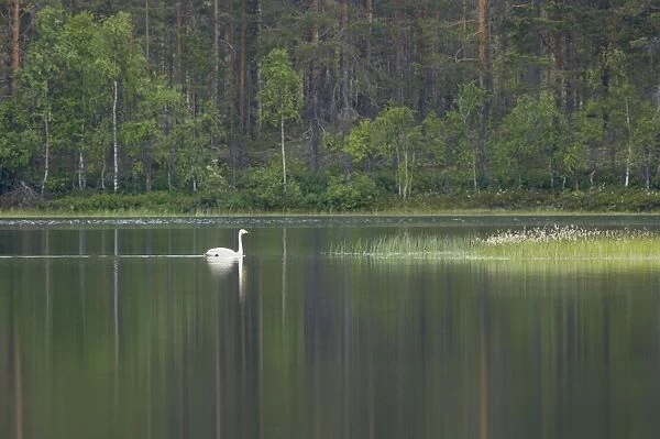 Whooper Swan - On Finnish Lake Olor cygnus Finland BI014392