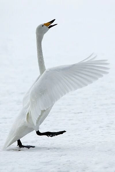 Whooper Swan -flapping wings. Hokkaido, Japan