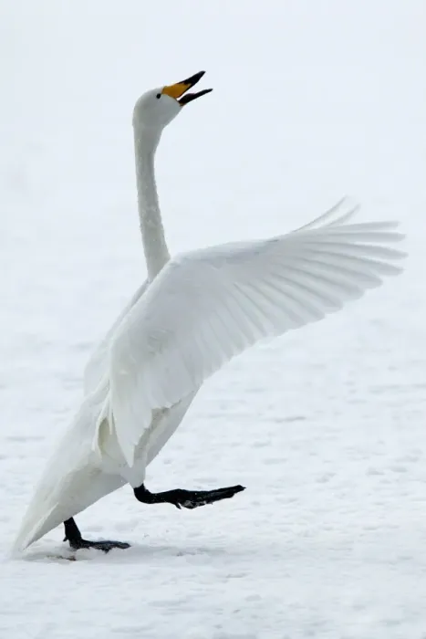 Framed Print : Whooper Swan -flapping wings. Hokkaido, Japan Framed Print : Whooper Swan -flapping wings. Hokkaido, Japan