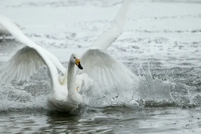 Framed Print : Whooper Swan - flapping wings Hokkaido, Japan Framed Print : Whooper Swan - flapping wings Hokkaido, Japan