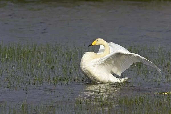 Whooper Swan - Flapping wings Shetland Mainland, UK BI011578