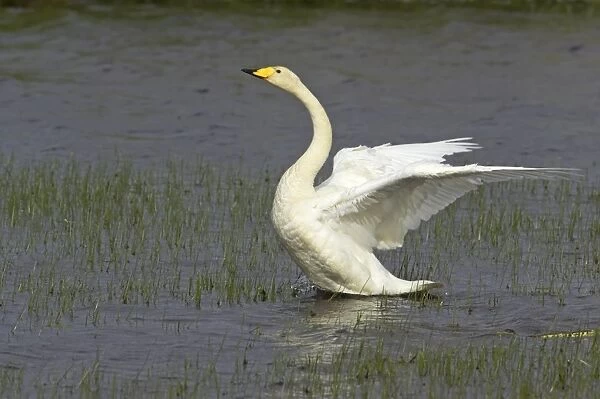 Whooper Swan - Flapping wings Shetland Mainland, UK BI011584
