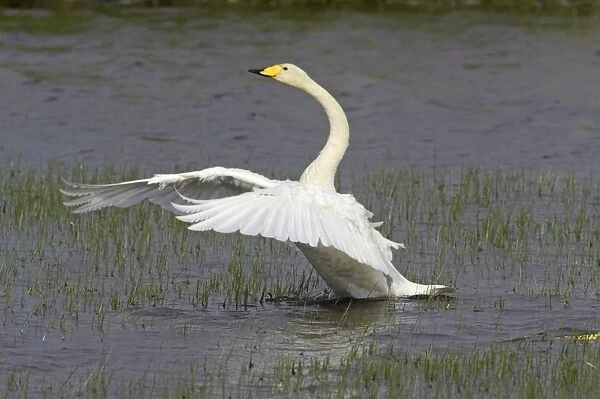Whooper Swan - Flapping wings Shetland Mainland, UK BI011585