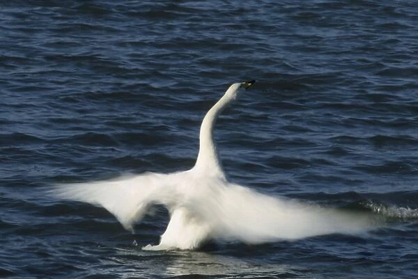 Whooper Swan - Flapping Wings Welney, Norfolk, UK BI006863