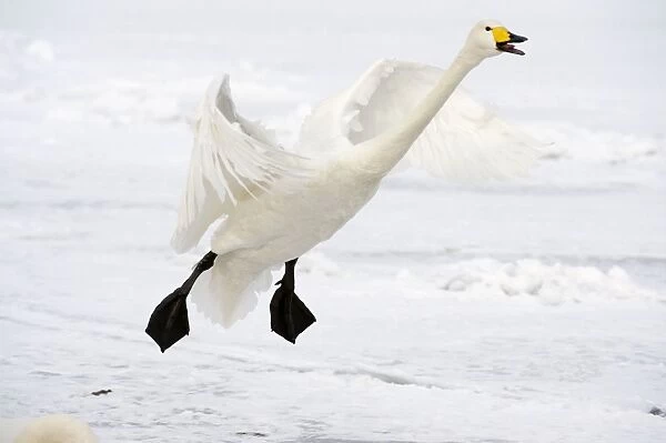 Whooper Swan - in flight coming in to land - calling - Lake Kussharo - Hokkaido Island - Japan