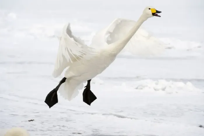 Framed Print : Whooper Swan - in flight coming in to land - calling - Lake Kussharo - Hokkaido Island - Japan Framed Print : Whooper Swan - in flight coming in to land - calling - Lake Kussharo - Hokkaido Island - Japan