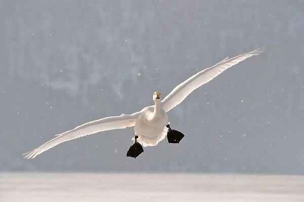 Whooper Swan - in flight with falling snow - Lake Kussharo - Hokkaido Island - Japan