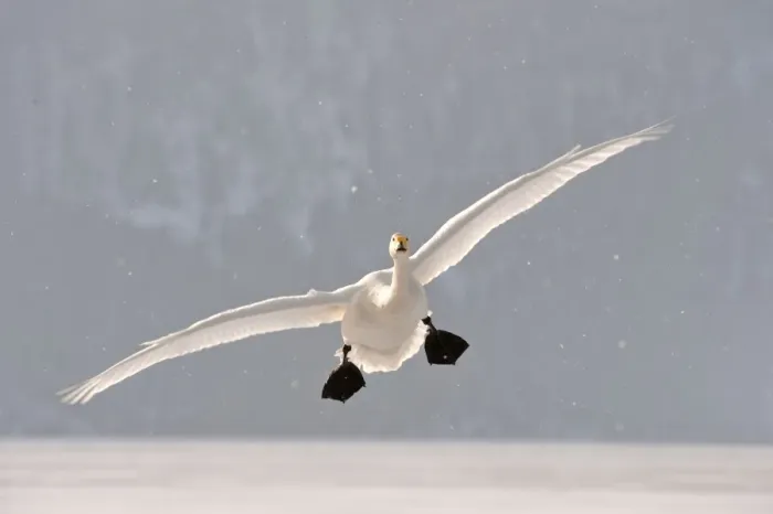 Framed Print : Whooper Swan - in flight with falling snow - Lake Kussharo - Hokkaido Island - Japan Framed Print : Whooper Swan - in flight with falling snow - Lake Kussharo - Hokkaido Island - Japan