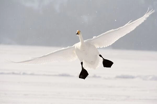 Whooper Swan - in flight with feet down - Lake Kussharo - Hokkaido Island - Japan