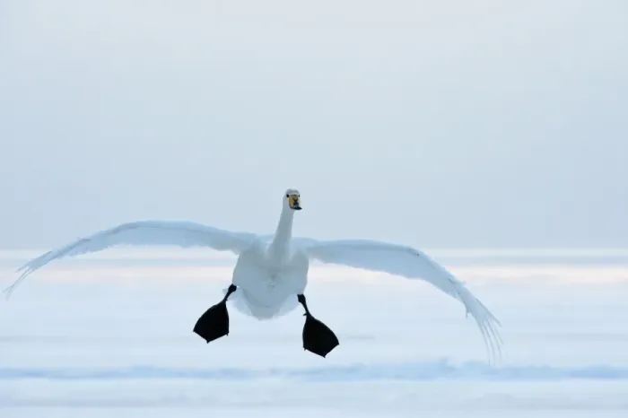Framed Print : Whooper Swan - in flight with feet down - Lake Kussharo - Hokkaido Island - Japan Framed Print : Whooper Swan - in flight with feet down - Lake Kussharo - Hokkaido Island - Japan