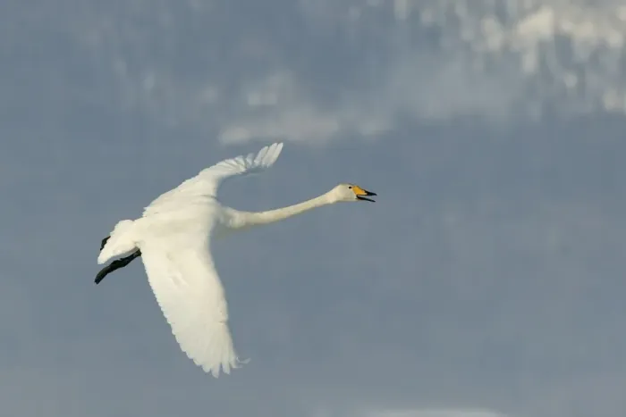 Framed Print : Whooper Swan - in flight. Hokkaido, Japan Framed Print : Whooper Swan - in flight. Hokkaido, Japan