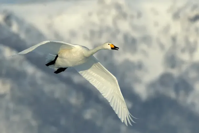 Framed Print : Whooper Swan - in flight. Hokkaido, Japan Framed Print : Whooper Swan - in flight. Hokkaido, Japan