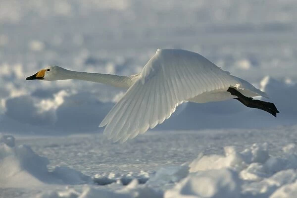 Whooper Swan - in flight. Hokkaido, Japan