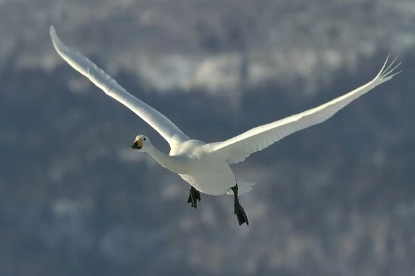 Whooper Swan - in flight. Hokkaido, Japan
