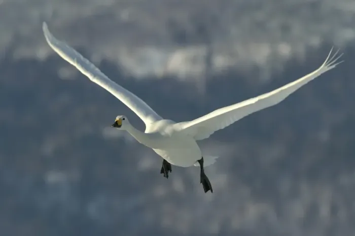 Framed Print : Whooper Swan - in flight. Hokkaido, Japan Framed Print : Whooper Swan - in flight. Hokkaido, Japan