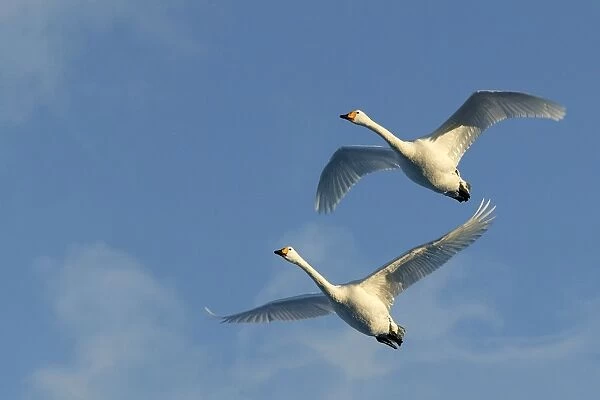 Whooper Swan - two in flight. Hokkaido, Japan
