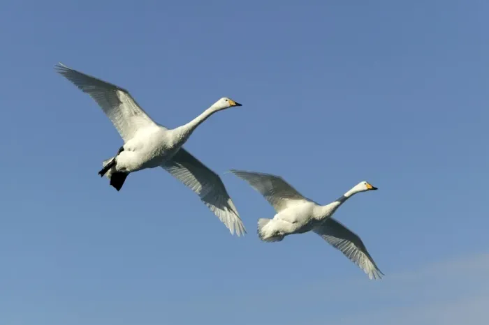 Framed Print : Whooper Swan - two in flight Lake Kushiro, Hokkaido, Japan Framed Print : Whooper Swan - two in flight Lake Kushiro, Hokkaido, Japan