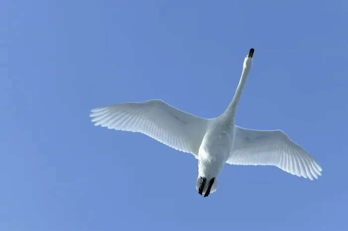 Framed Print : Whooper Swan - in flight Lake Kushiro, Hokkaido, Japan Framed Print : Whooper Swan - in flight Lake Kushiro, Hokkaido, Japan