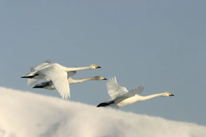 Framed Print : Whooper Swan - three in flight Lake Kushiro, Hokkaido, Japan Framed Print : Whooper Swan - three in flight Lake Kushiro, Hokkaido, Japan