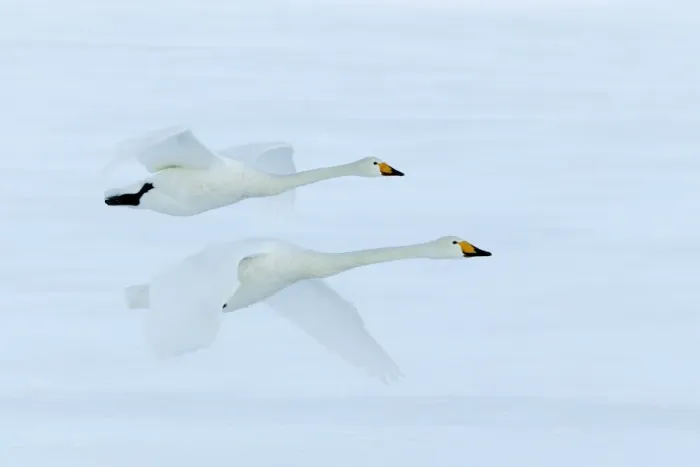 Framed Print : Whooper Swan - two in flight Lake Kushiro, Hokkaido, Japan Framed Print : Whooper Swan - two in flight Lake Kushiro, Hokkaido, Japan