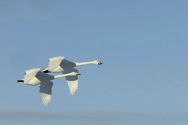 Whooper Swan - two in flight Lake Kushiro, Hokkaido, Japan