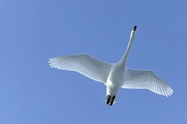 Whooper Swan - in flight Lake Kushiro, Hokkaido, Japan