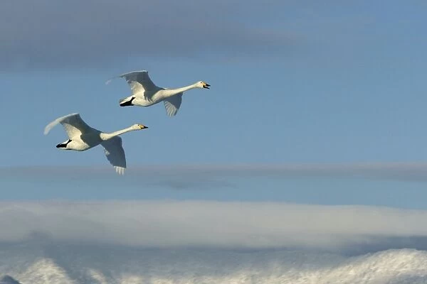 Whooper Swan - two in flight Lake Kushiro, Hokkaido, Japan